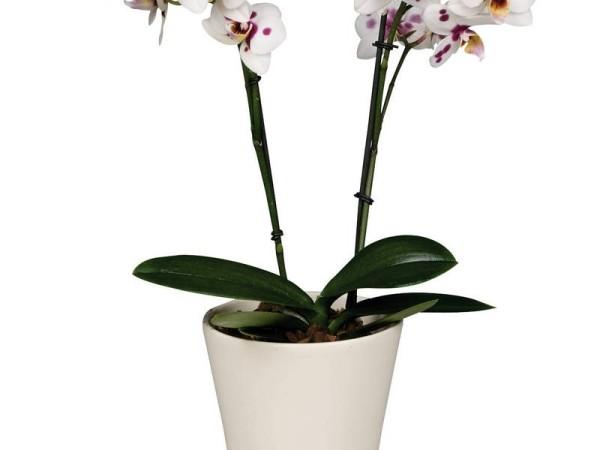 Как ухаживать за белой орхидеей