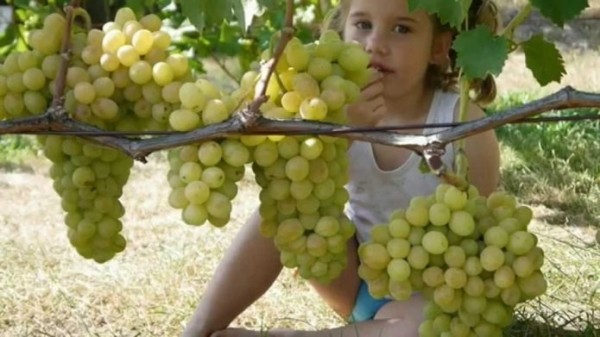 Девочка есть виноград с ветки