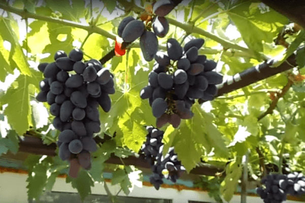 Арочная форма винограда