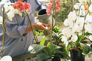 Особенности полива цветущих орхидей в домашних условиях