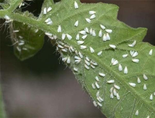 Белокрылка на листьях растения