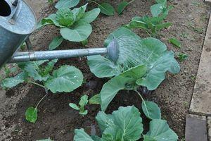 Советы опытных огородников, как правильно ухаживать за белокочанной капустой