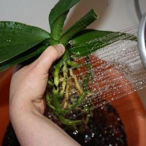Орхидея фаленопсис - размножение детками 
