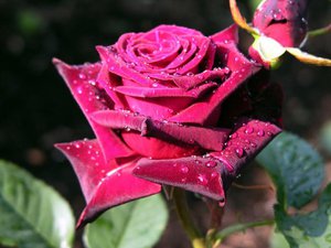 Цвет роз и их значения