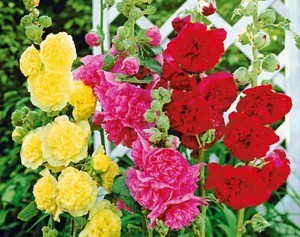 Подвязывание шток розы позволяет выращивать красивые высокие цветы.