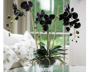 Какие условия любит черная орхидея