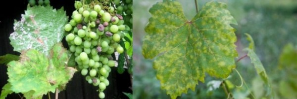 Заболевания виноградной лозы