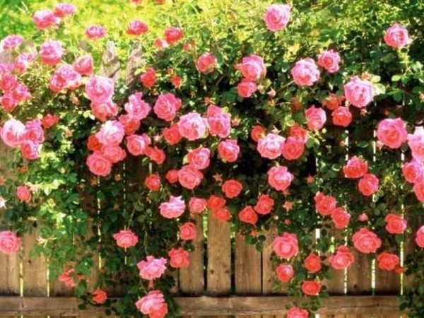 Изгородь из роз пионовидных очень красива.