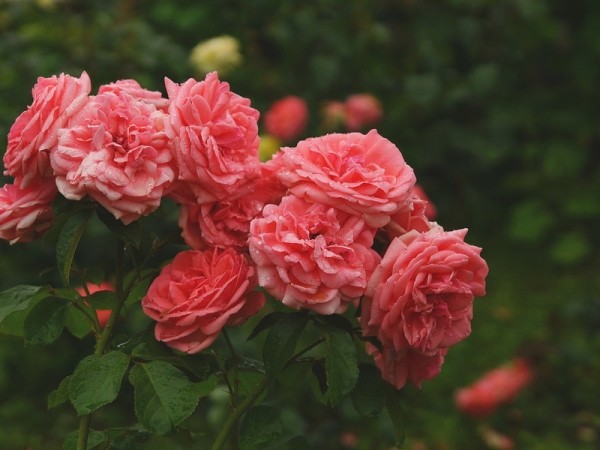Как правильно поливать розы флорибунда