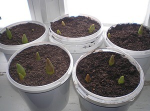 Самостоятельное выращивание тюльпанов