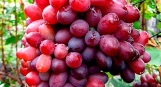 Виноград сорта Кубаттик