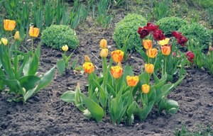 Как посадить тюльпаны весной