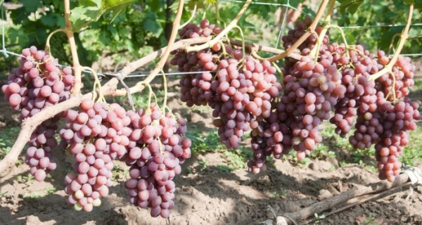 Куст винограда Ливия