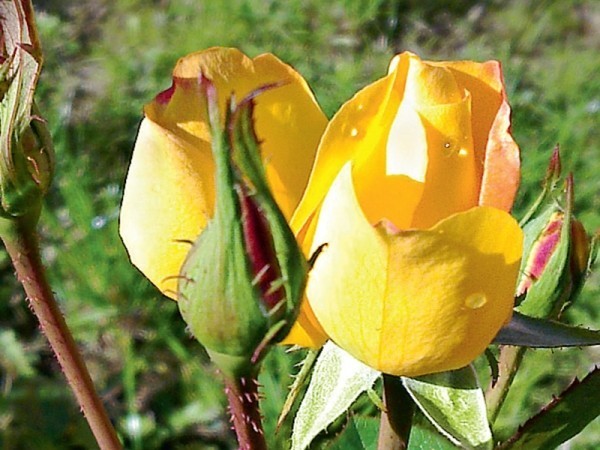 Желтая канадская роза может быть посажена на вашем участке.