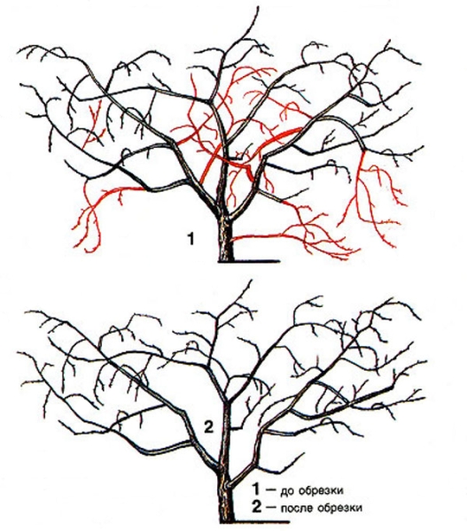 Схема обрезки кустовидной вишни