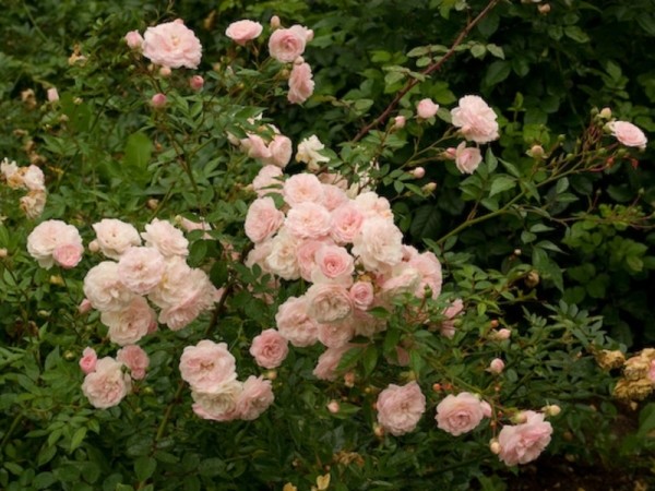 Как посадить полиантовую розу