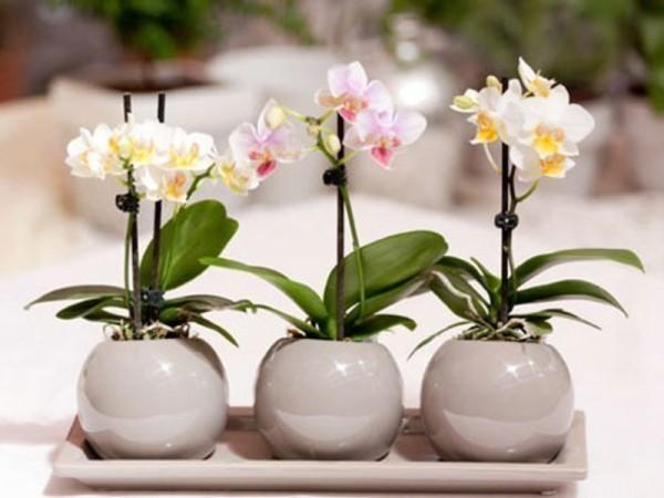 Орхидея фаленопсис - размножение детками 