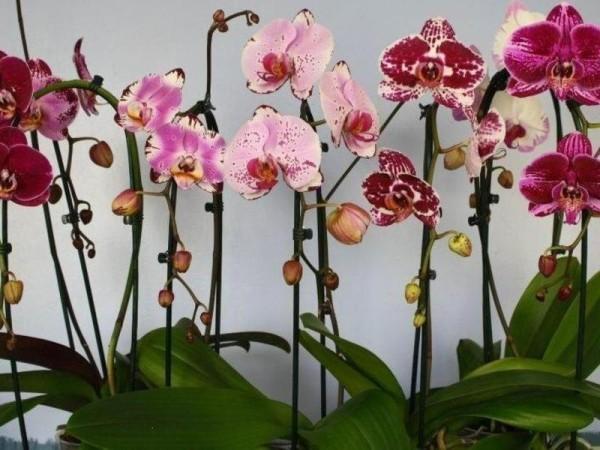 Виды и названия орхидей