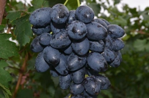 Ягоды винограда Фурор