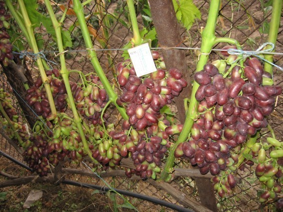 Урожайный куст винограда Изюминка