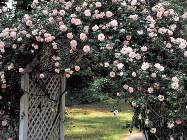 Особенности выращивания плетистых роз