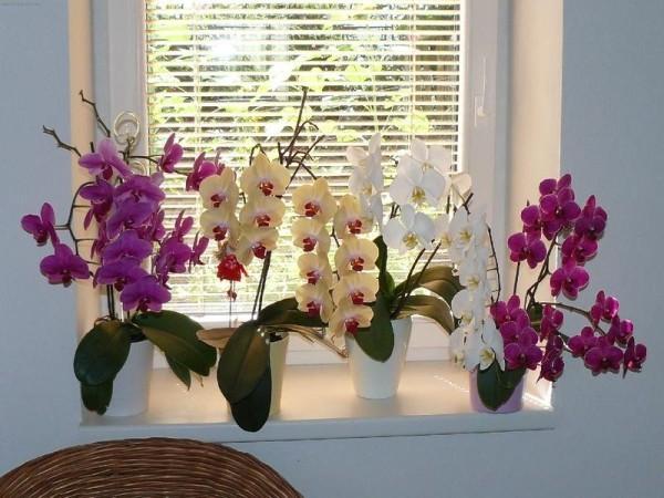 Свойства теплолюбивой орхидеи Фаленопсис