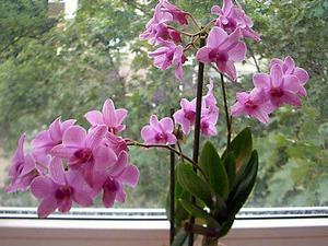 Виды орхидея 