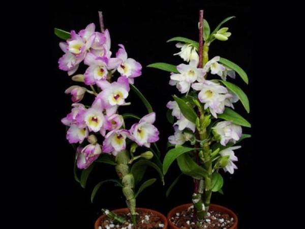 Период цветения орхидей