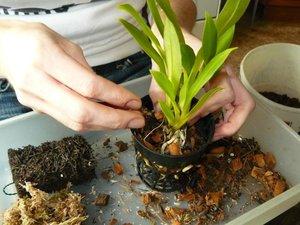 Пошаговая инструкция для пересадки орхидеи в домашних условиях