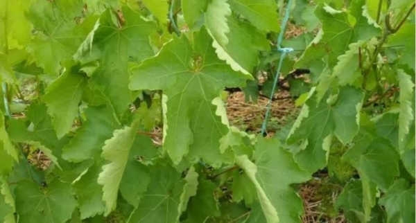 Скручивание листьев винограда