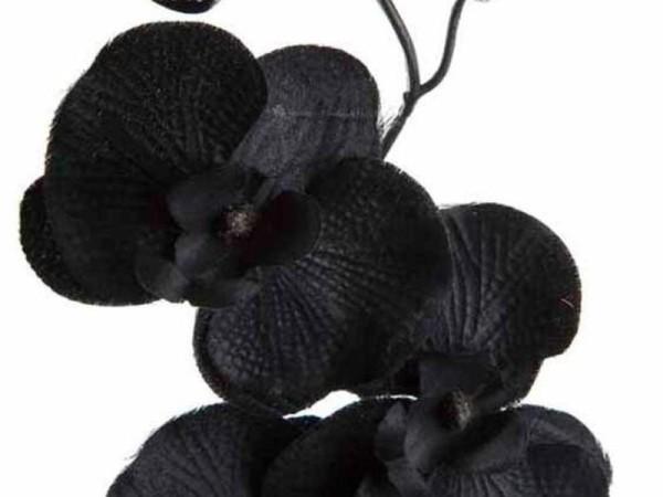 Темная орхидея - как ухаживать