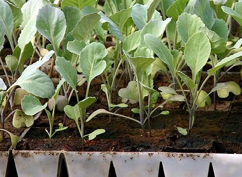 Выращивание рассады капусты в отдельных ёмкостях