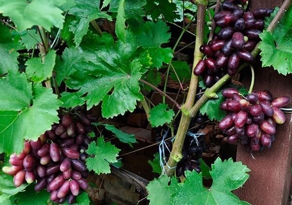 Грозди винограда Изюминка
