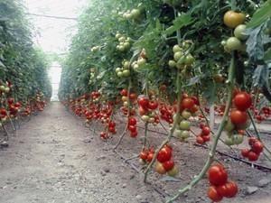 Описание детерминантного сорта помидоров