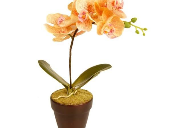 Цветок орхидея может расти в пластиковом или керамическом горшке.