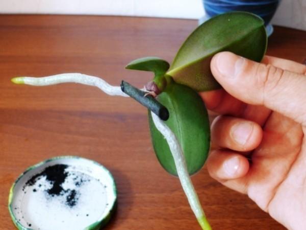 Деление орхидеи