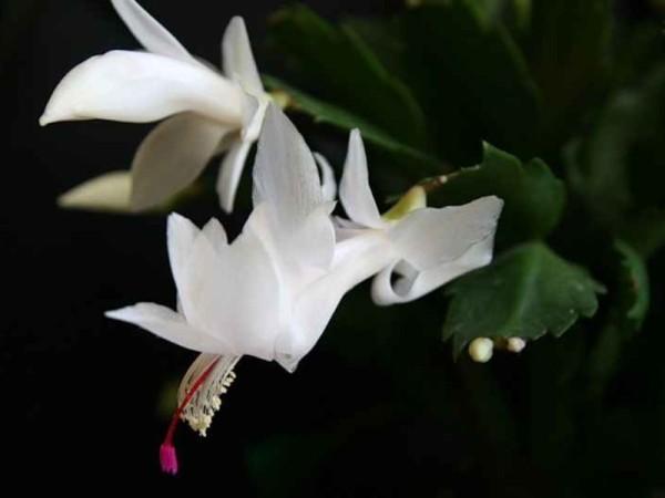 Домашний цветок декабрист