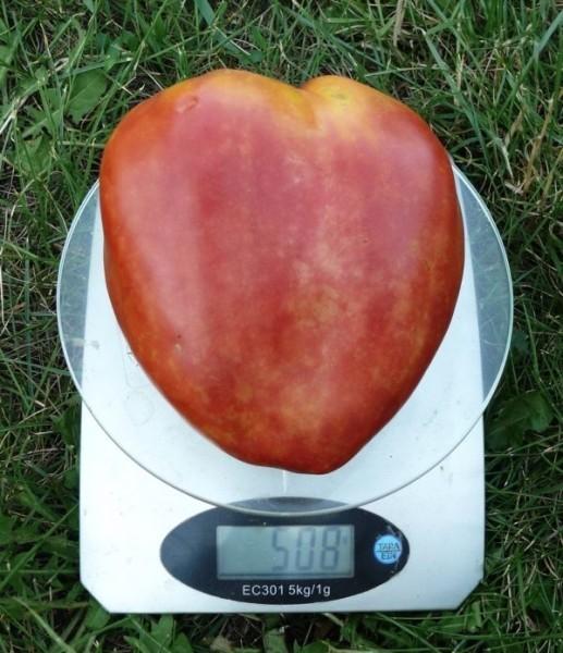 Плод томата Бычье сердце на весах