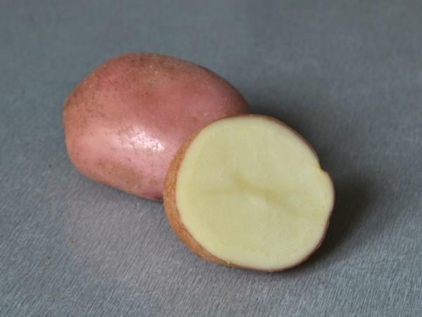 Картофель сорта Романо 