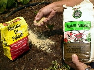 Описание процесса подготовки почвы для высаживания гладиолусов