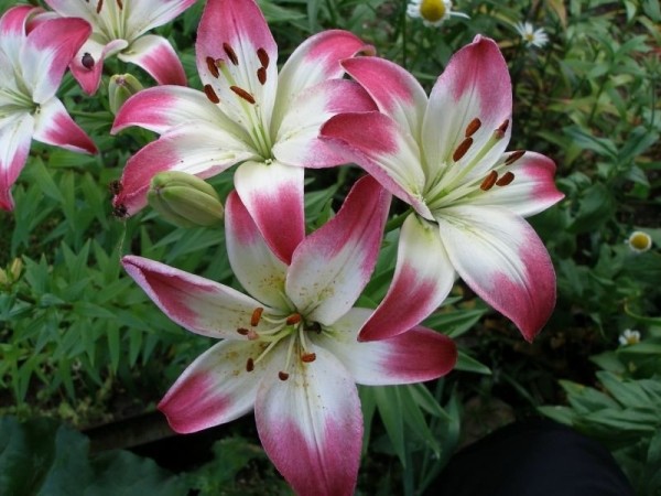 Лилия гибридная - цветы необычного окраса