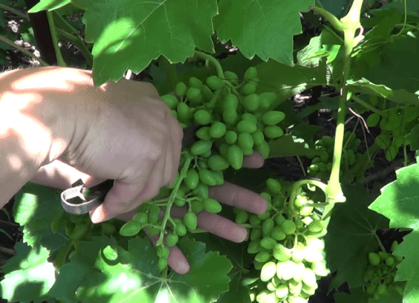 Прореживание гроздей винограда дорожкой