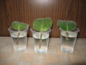 Нюансы выращивания фиалки из листа в ёмкостях с водой