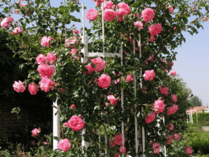Какие условия нужны для выращивания плетистых роз
