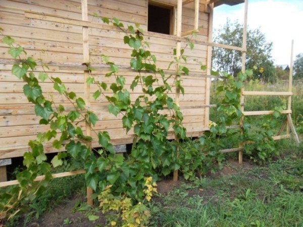 Посадка винограда вдоль стены