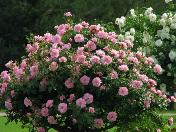 Цветение роз в саду