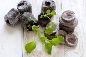 Описание способа выращивания рассады петуний в торфяных таблетках