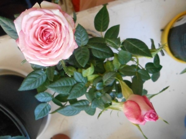 Роза мини микс - вид цветка сверху