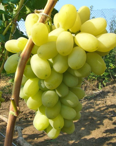 Ягоды винограда сорта Лора