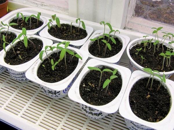 Выращивание рассады томатов в подручных материалах